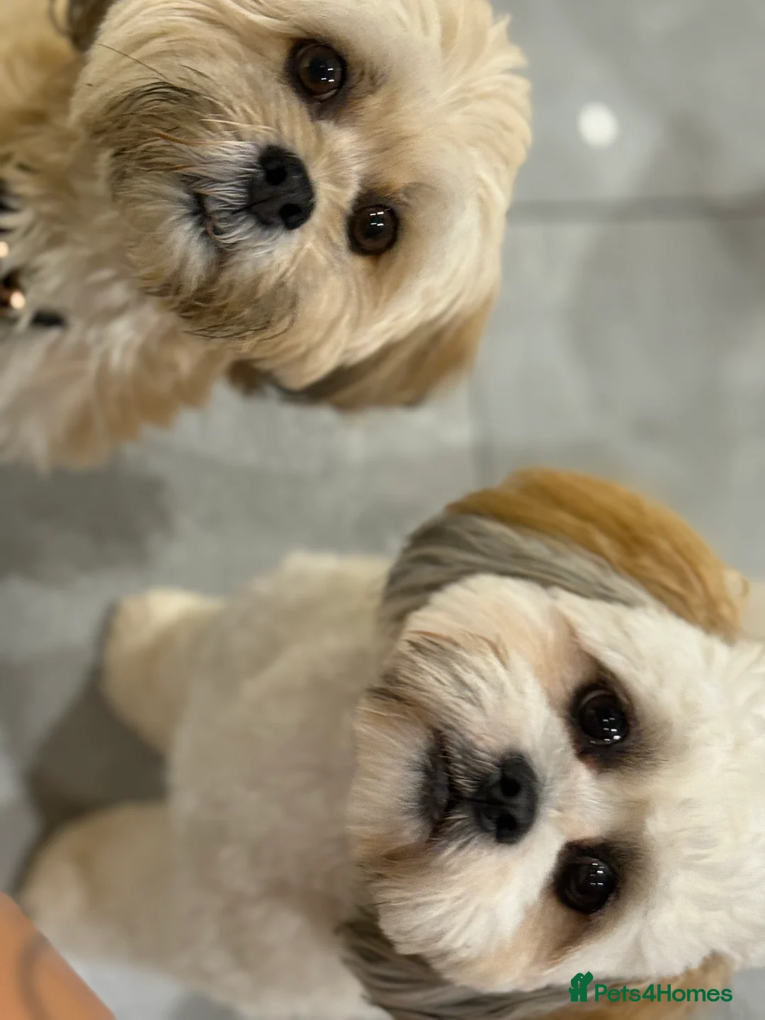 Lhasa Apso dogs for stud: STUD ONLY  - Advert 2