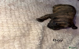 Mixed Breed dogs for sale: 7 Beautiful French Bulldog/cocker spaniel puppies. - Image 6