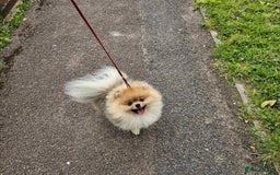 Pomeranian dogs for stud: Stud Dog-NOT FOR SALE in Luton - Image 10