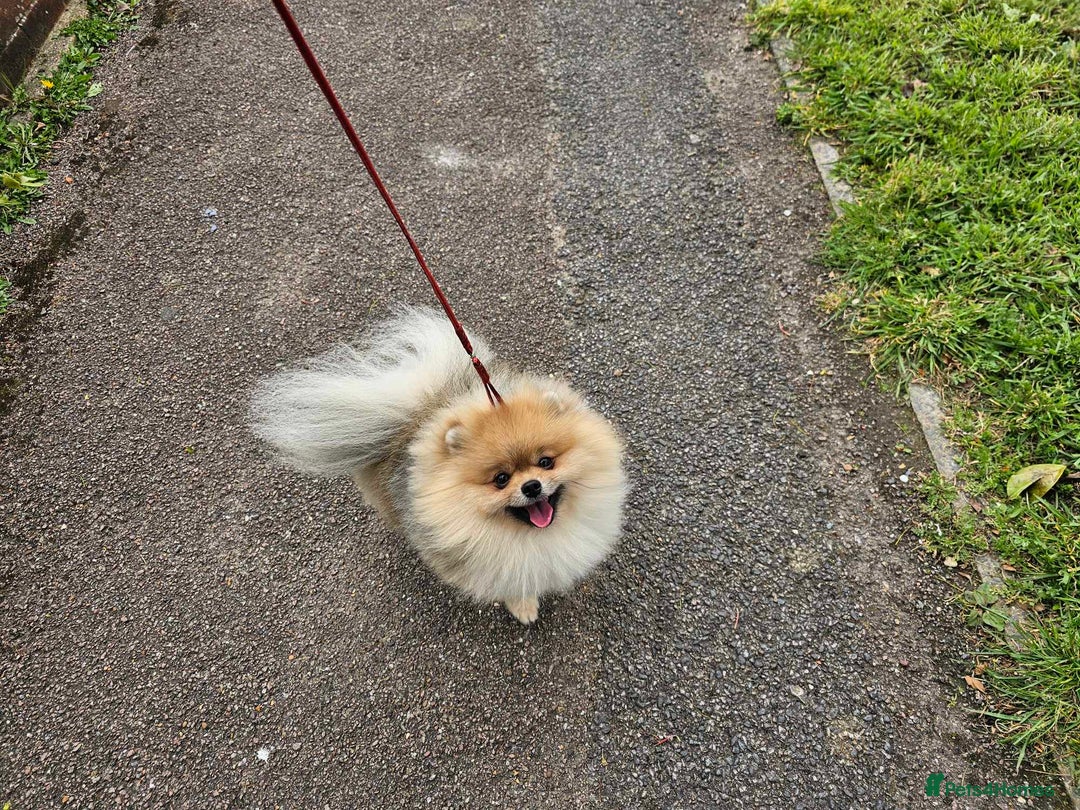 Pomeranian dogs for stud: Stud Dog-NOT FOR SALE in Luton - Image 10