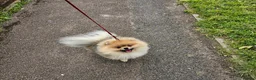 Pomeranian dogs for stud: Stud Dog-NOT FOR SALE in Luton - Advert 10
