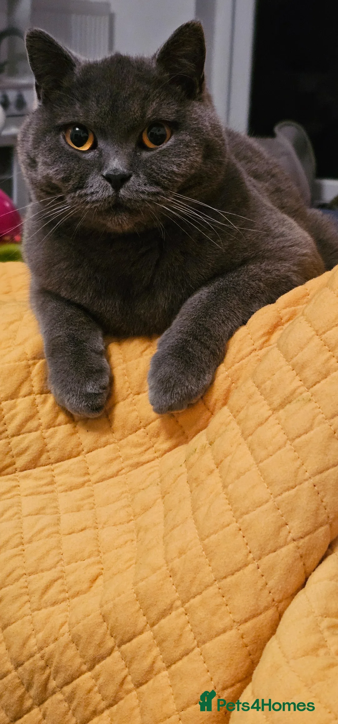 British Shorthair cats for sale: Beautiful cat in Cheadle - Advert 1