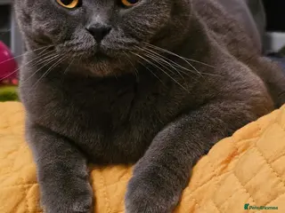 British Shorthair cats Beautiful cat - Advert 2