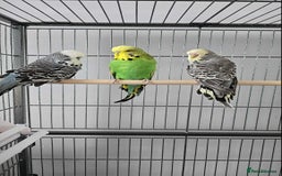Budgerigars birds for sale: 4 Mixed Male Budgies For Sale - Image 1