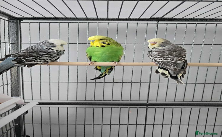 Budgerigars birds - Advert 2