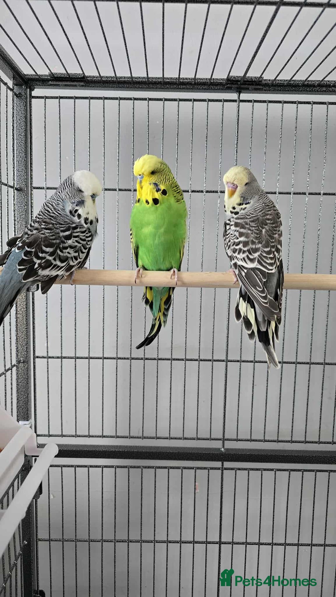 Budgerigars birds for sale: 4 Mixed Male Budgies For Sale - Image 1