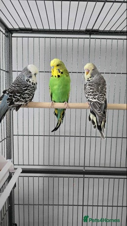 Budgerigars birds - Advert 11