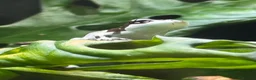 Frog reptiles for sale: Amazon Milkfrogs  in Dukinfield - Advert 1