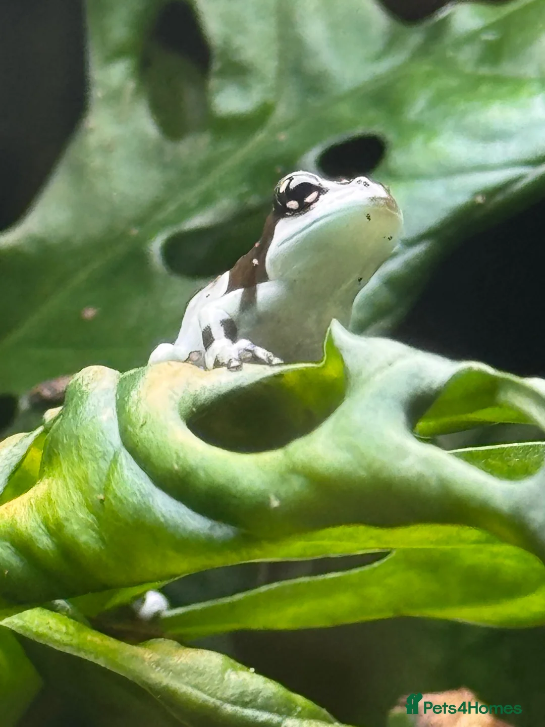 Frog reptiles for sale: Amazon Milkfrogs  in Dukinfield - Advert 1