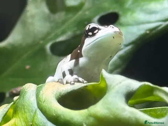 Frog reptiles for sale: Amazon Milkfrogs - Advert 1