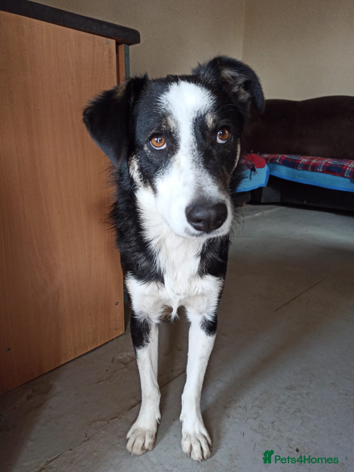 Mixed Breed dogs 💙BENNY💙 – Dreams of His First Birthday at Home - Advert 17