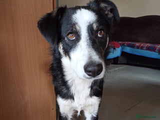 Mixed Breed dogs 💙BENNY💙 – Dreams of His First Birthday at Home - Advert 17