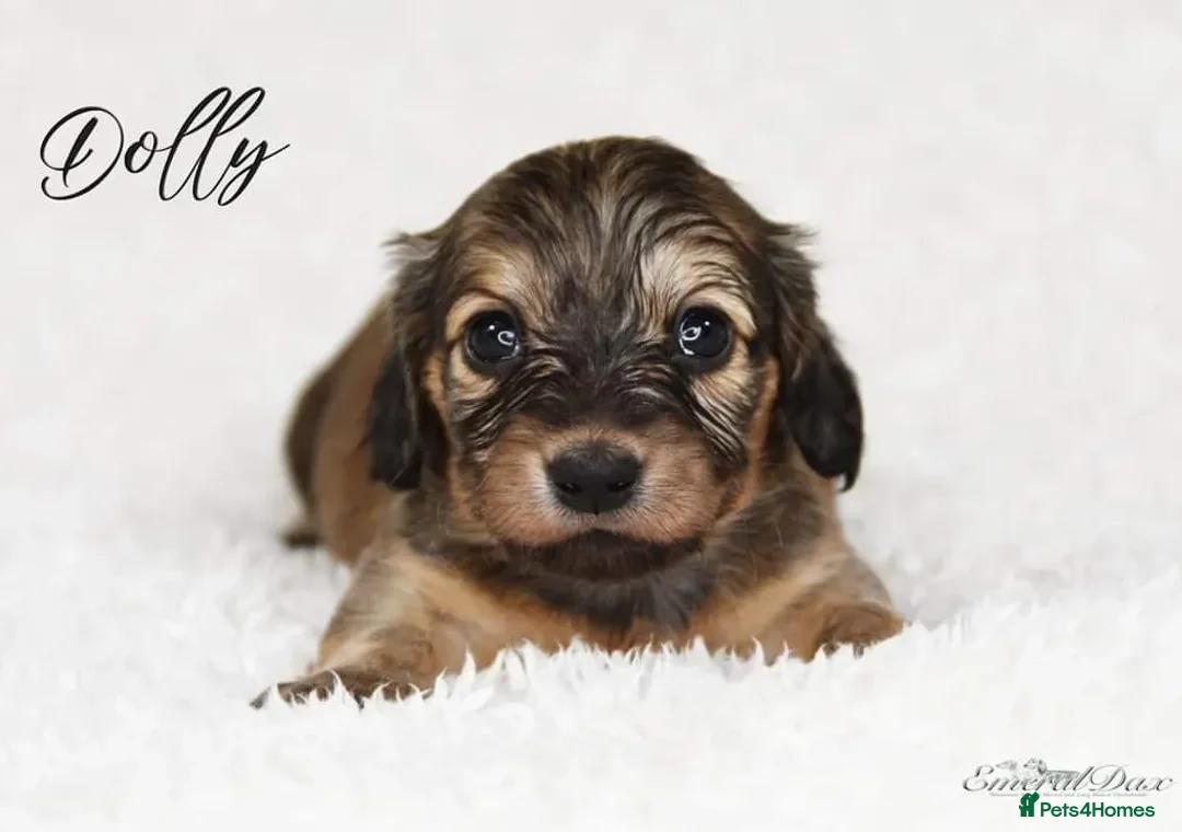 Miniature Dachshund dogs for stud: Clear Cream Stud in Rochford - Advert 9