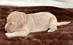 Double Doodle dogs for sale: Stunning Double Doodle Puppies  - Image 11