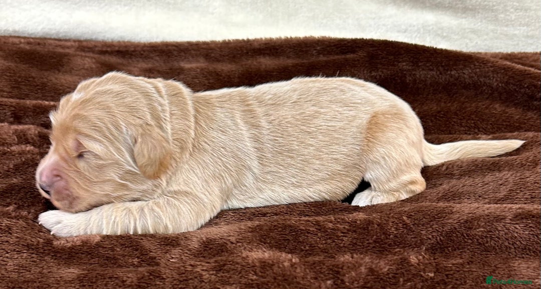 Double Doodle dogs for sale: Stunning Double Doodle Puppies  - Image 11