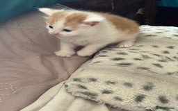 Mixed Breed cats for sale: Kittens for sale  - Image 4