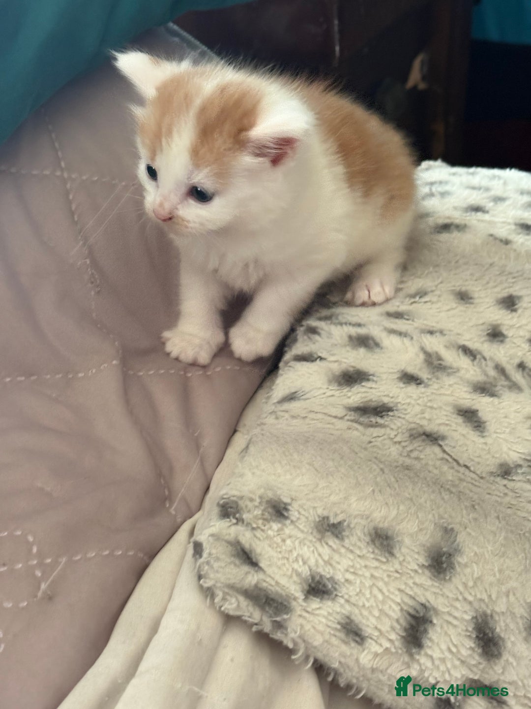 Mixed Breed cats for sale: Kittens for sale  - Image 4