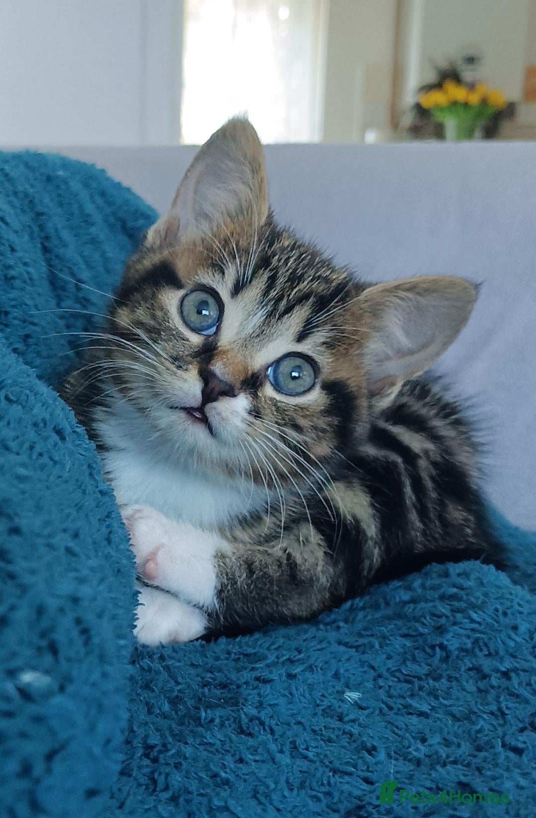 European cats Adorable Kittens  - Advert 13