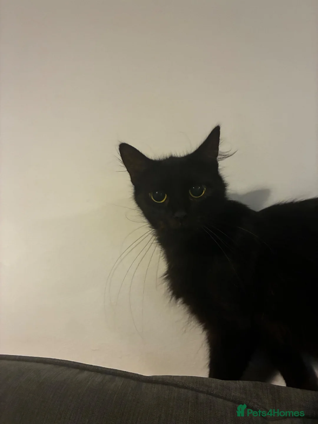 Mixed Breed cats for sale:  fluffy black female in Dereham - Advert 5