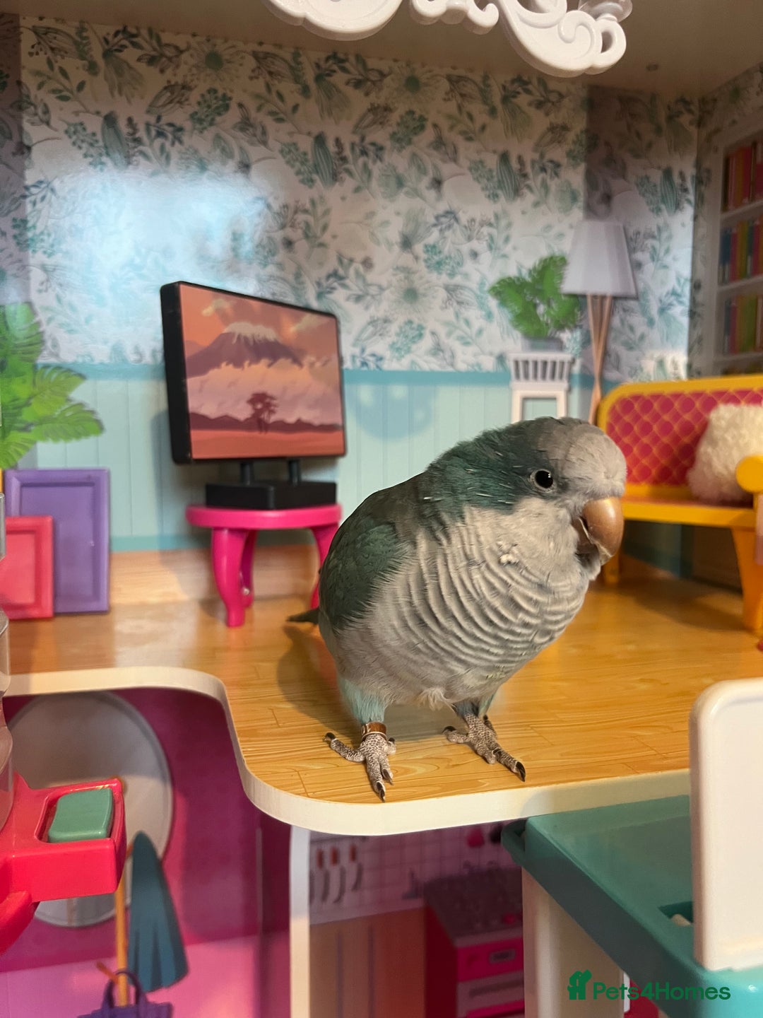 Parakeets birds for sale: Quaker Parakeet - Image 1