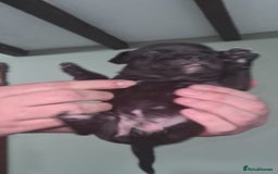 Staffordshire Bull Terrier dogs for sale: Beautiful Staffy puppies. - Image 13