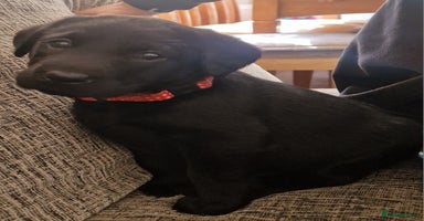 Labrador Retriever dogs - Advert 11