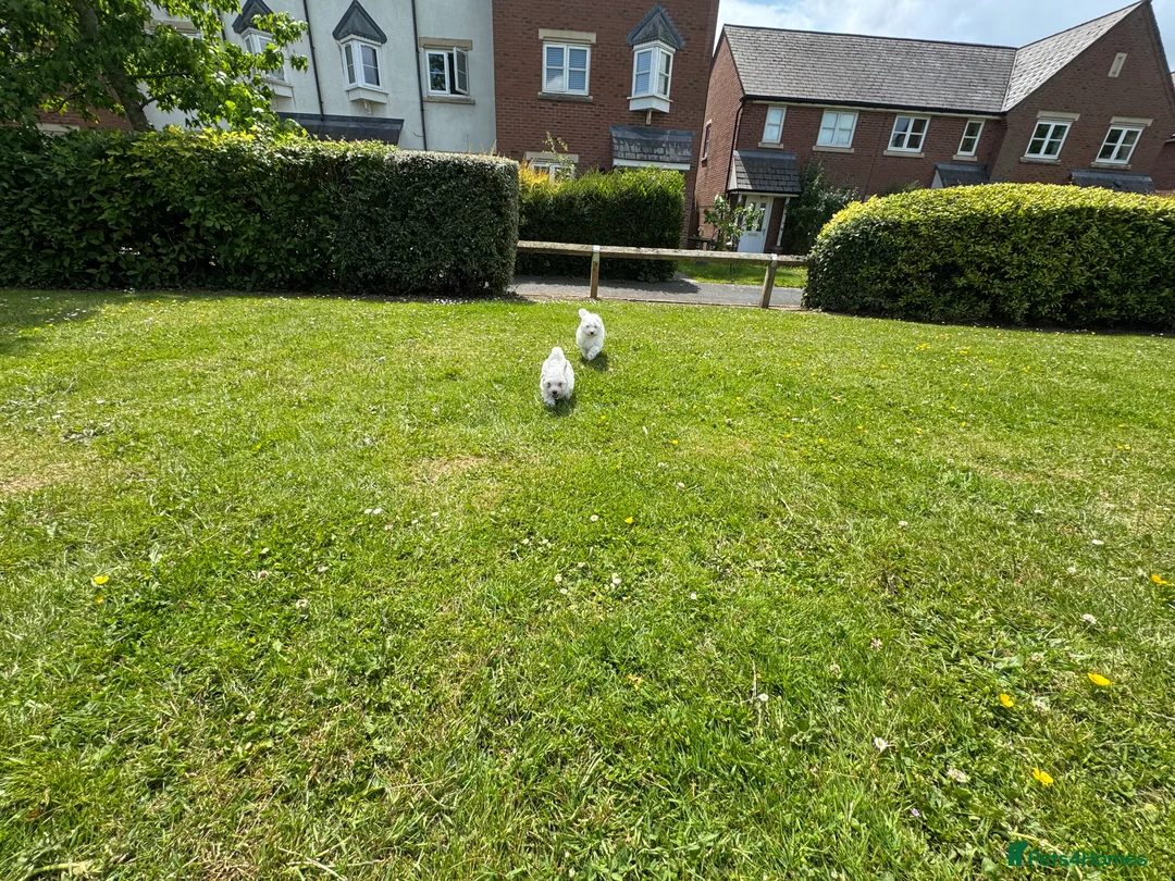 Bichon Frise dogs for sale: 🐾💕🩵Puppies looking for their forever homes!🏡🤍 in Shrewsbury - Advert 16
