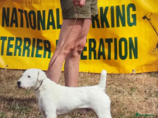 Jack Russell dogs for sale: Good quality Jack Russell dog puppy - Advert 2
