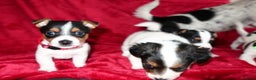 Jack Russell dogs for sale: Five beautiful Jack Russell's - Advert 18