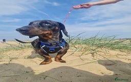 Dachshund dogs for stud: Stunning male in Kenilworth - Image 3