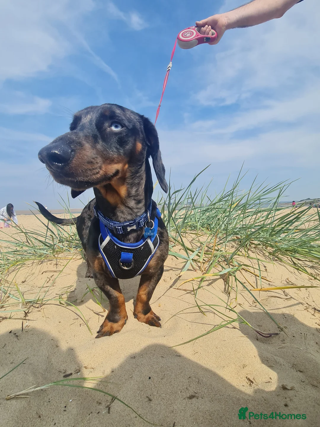 Dachshund dogs for stud: Stunning male in Kenilworth - Advert 3