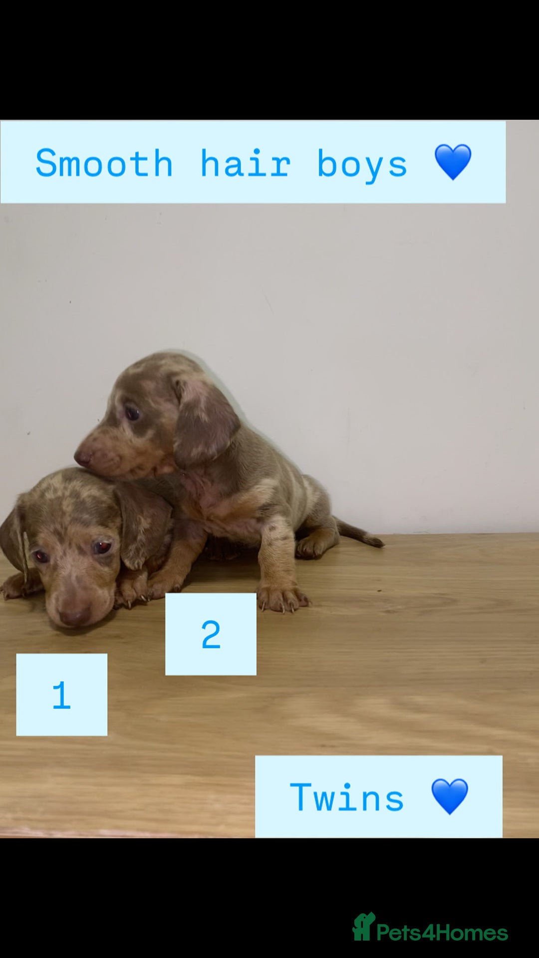 Miniature Dachshund dogs for sale: Miniature dachshund puppies🥰 - Advert 11