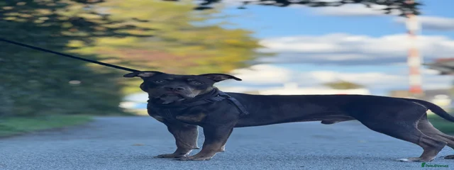 Frank