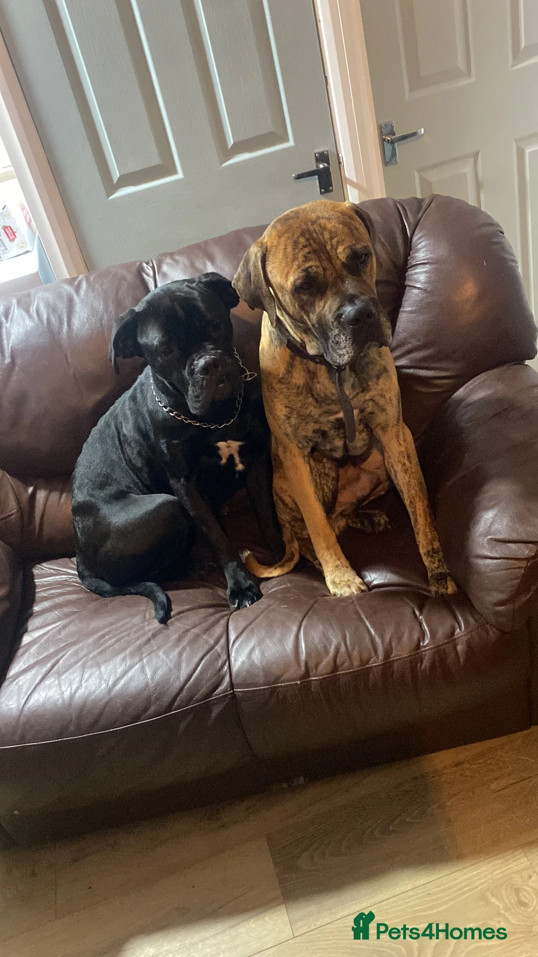 Cane Corso dogs for sale: Cane Corso Puppies - Advert 7