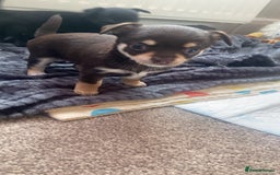 Chihuahua dogs for sale: Chihuahua - Full breed puppies - Image 2