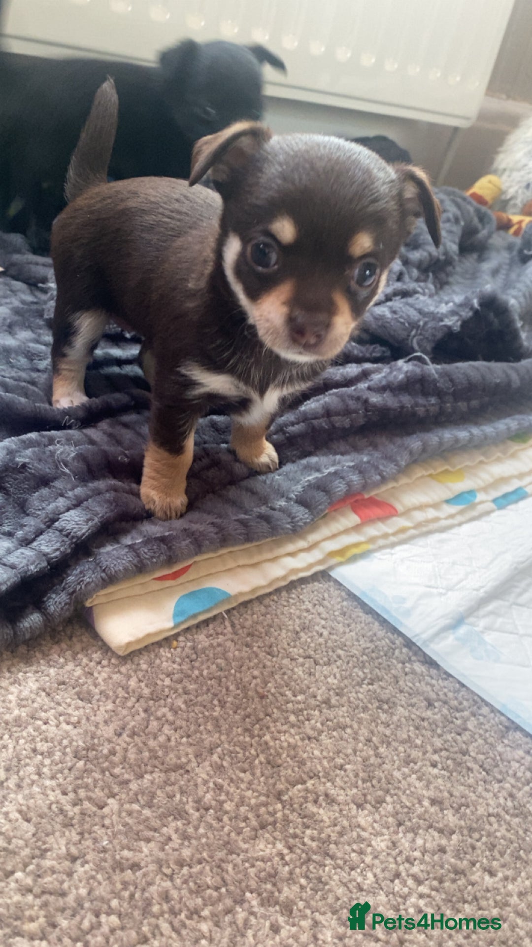 Chihuahua dogs for sale: Chihuahua - Full breed puppies - Image 2