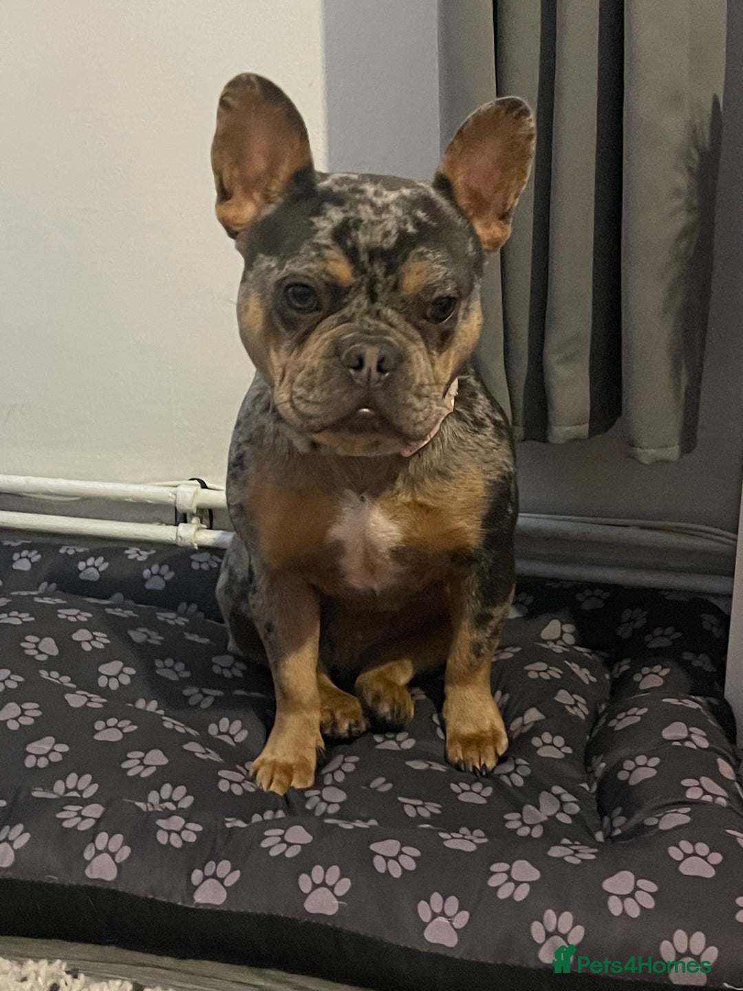 French Bulldog dogs for sale: Female French bulldog for sale - Advert 1