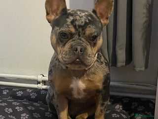 French Bulldog dogs Female French bulldog for sale - Advert 1
