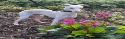 Italian Greyhound dogs for stud: RALPH AT STUD - Advert 2