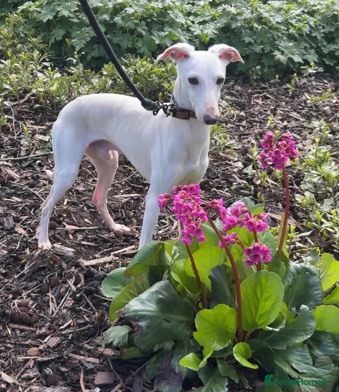 Italian Greyhound dogs for stud: RALPH AT STUD - Advert 2