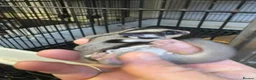 Sugar Glider rodents for sale: Young gliders ready for new home  - Advert 7