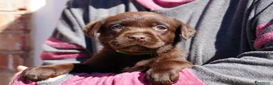 RESERVED CHOCOLATE Labrador Retriever. Puppy 1 GREEN COLLAR RESERVED
