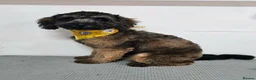 Shihpoo dogs for sale: F1b Fully Health Tested Shihpoo - Advert 3