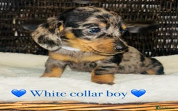 Miniature Dachshund dogs for sale: Stunning miniature daschund puppies  - Image 6