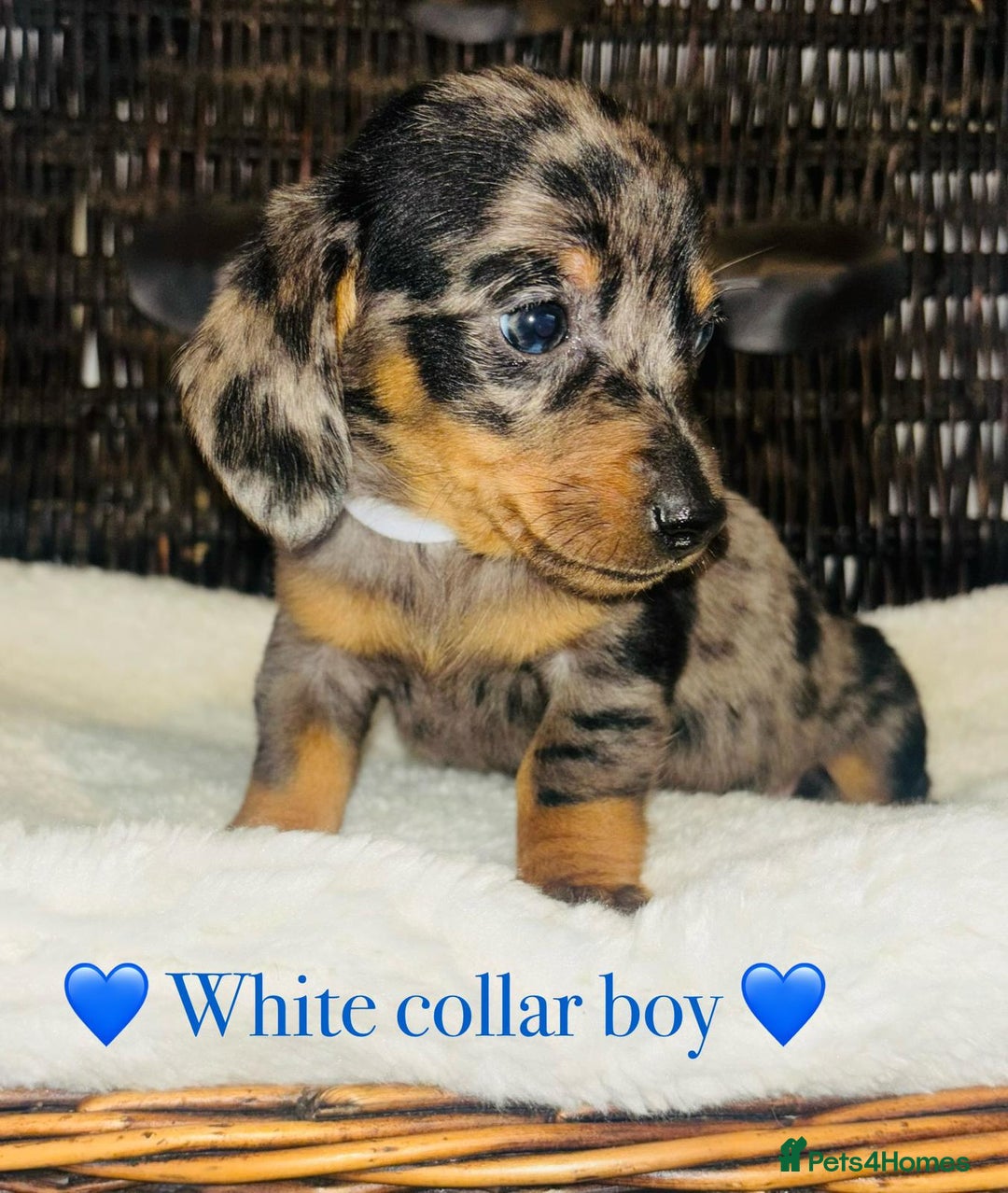 Miniature Dachshund dogs for sale: Stunning miniature daschund puppies  - Image 6