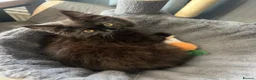 Maine Coon cats for sale: Maine Coon Female kitten - Advert 4