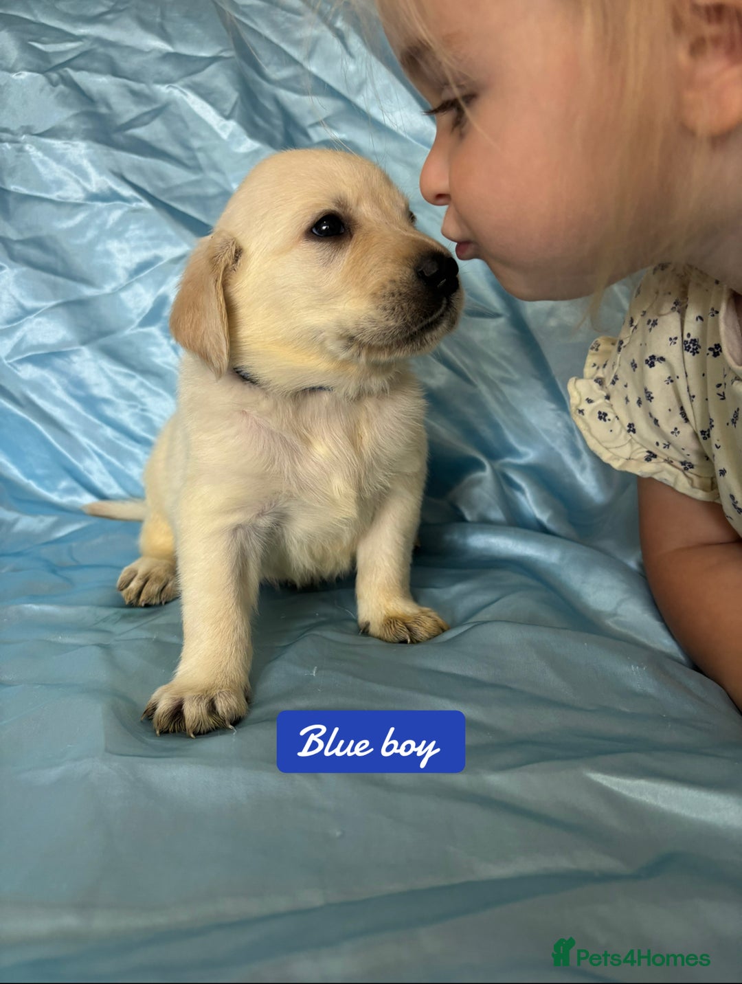 Goldador dogs for sale: 🤍🦮White Goldador Puppies🦮🤍 in Bridgend - Image 1