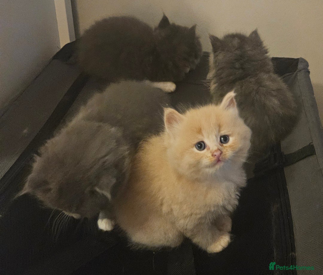 Mixed Breed cats for sale: Beautiful fluffy kitten  - Advert 3