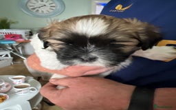 Lhasa Apso dogs for sale: Adorable babies  - Image 9