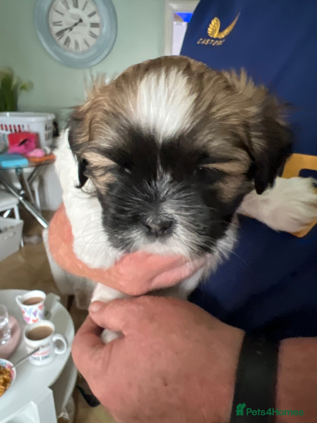 Lhasa Apso dogs for sale: Adorable babies  - Image 9